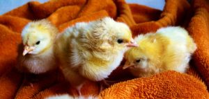 Chicken 300x143