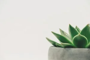 Simple 300x200