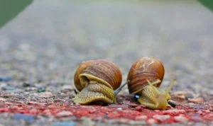 Bet you didn’t know this about snails (careful!) Snail 300x178